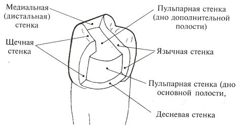 Структурные элементы мантийной полости: каналы и спицы