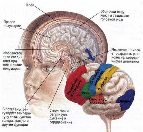 Субатрофия полушарий мозга: что это такое?