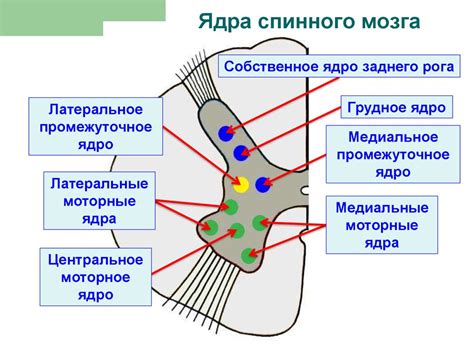 Сужение передних рогов