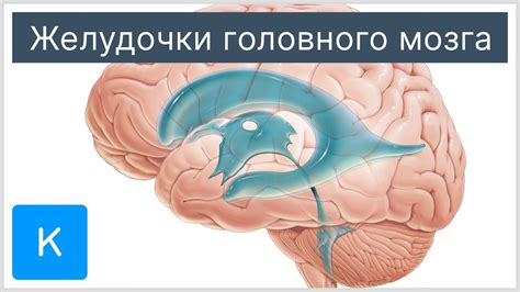 Сужение передних рогов боковых желудочков головного мозга: причины и последствия