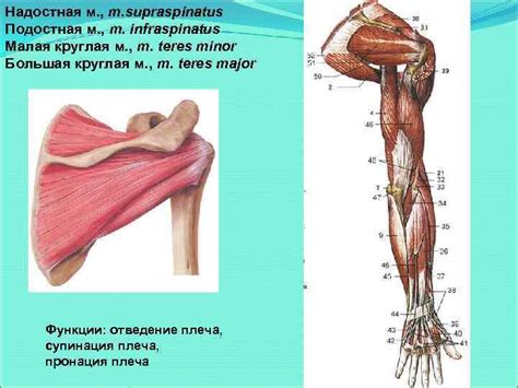 Супинация плеча: общая информация