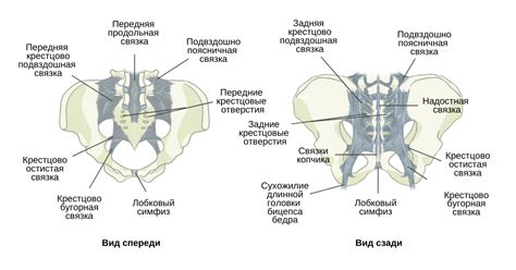 Суставное образование