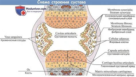 Суставные поверхности: что значит, что они неконгруэнтны?