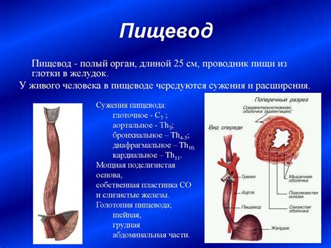 Суть пищевода с линией Z