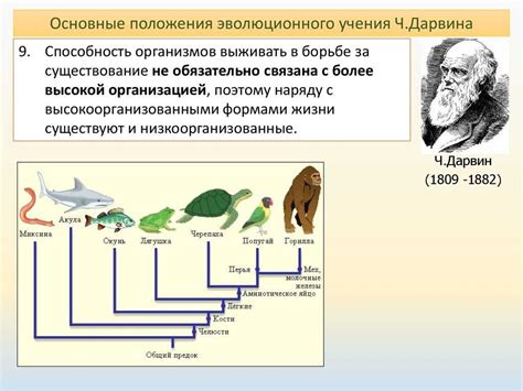 Сущность биологической эволюции