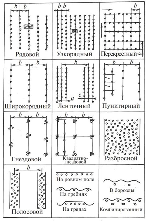 Схема посева и посадки растений: важность и преимущества