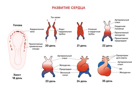 С какого месяца можно услышать сердцебиение плода?