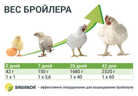 Таблица веса бройлеров Кобб 500 по дням