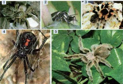 Таинственная роль пауков в сновидениях Феломена: разгадка и исследование