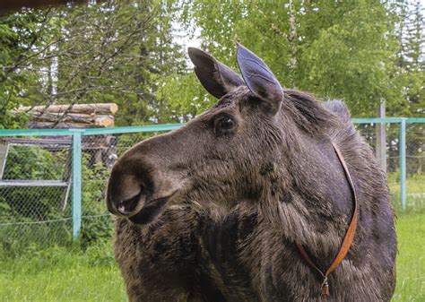 Таинственный символический мир лосей в сновидениях