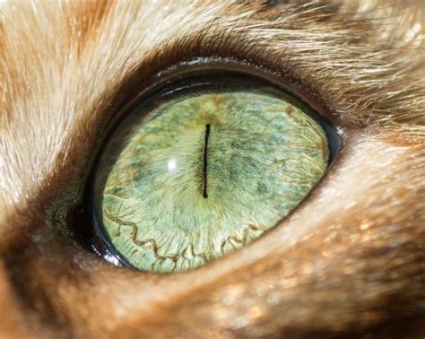 Тайная мудрость взгляда кошачьих глаз