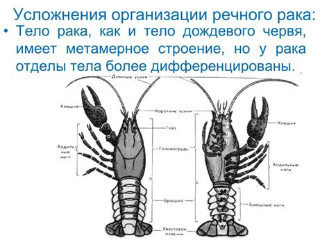 Тайное значение снов о ракообразных: загадка подсознания