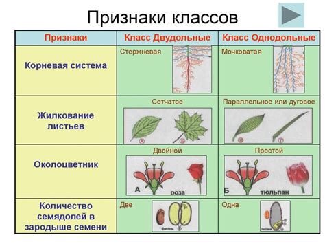 Таксономическая систематика растений