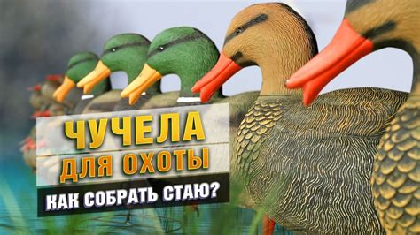 Тактика охоты: как они анализируют свою добычу?