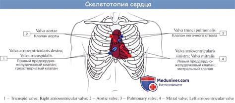 Талия сердца