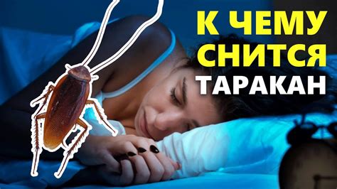 Тараканы во сне: что это значит?