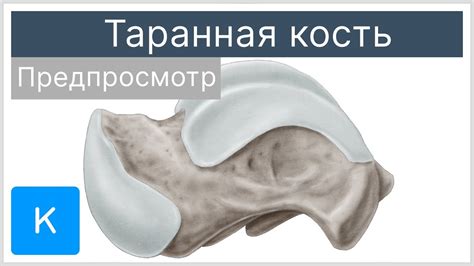 Таранная кость в медицинских исследованиях и диагностике