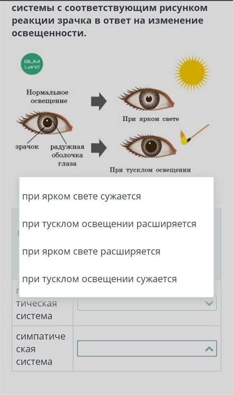 Тема 2: Адаптационные возможности зрачка в условиях низкой освещенности