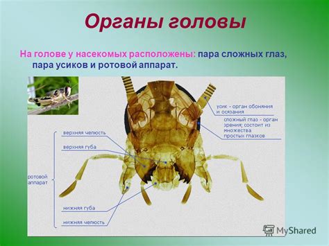 Тема 2: Интерпретация снов о насекомых на голове