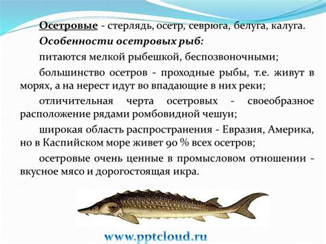 Тема 2: Осетровая рыба в сновидении как предвестник благоприятного будущего