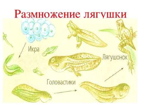 Тема 2: Пророчества лягушки, принесшие успех и процветание