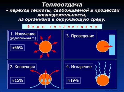 Теплоотдача и разогревание организма