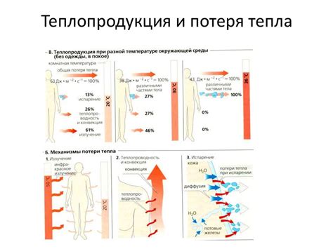 Терморегуляция и потеря калорий