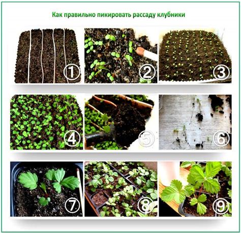 Техника пикировки: основные этапы и инструменты