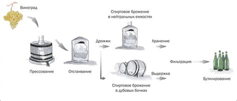 Технологии производства оранжевого вина