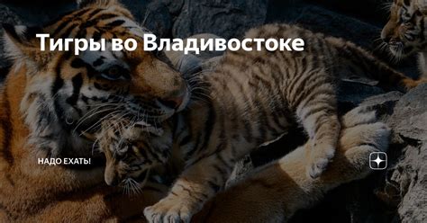 Тигры во сне: символ мощи и самостоятельности