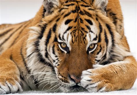 Тигр - символ силы и лидерства