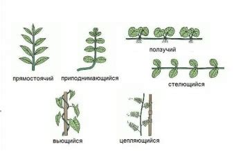 Типичные представители растений с полым стеблем