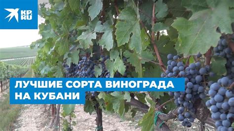 Типичные сорта винограда, используемые на Кубани