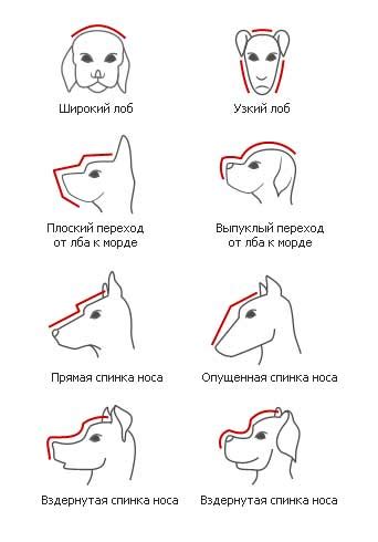 Типы коев у собак
