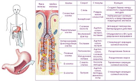 Типы неоплазии желудка