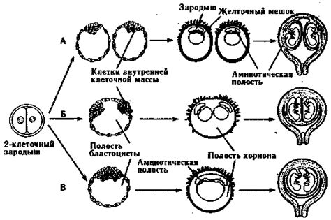 Типы триплоидии