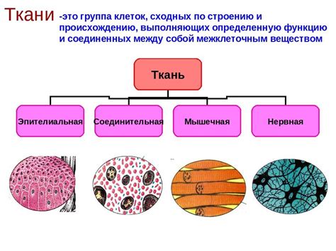 Ткани: разнообразие и функции основных типов тканей