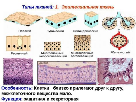 Ткань и ее строение