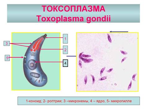 Токсоплазма гондии IgG положительный у мужчин