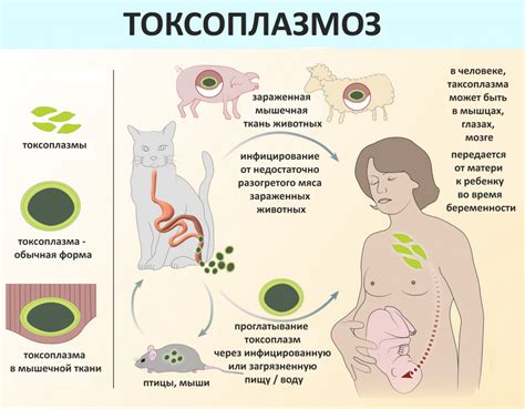 Токсоплазмоз и его влияние на женщин