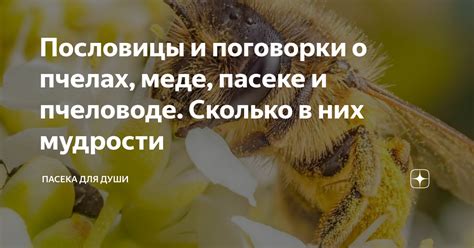 Толкование и размышления о пчелах в снах: глубокий смысл и возможные значения