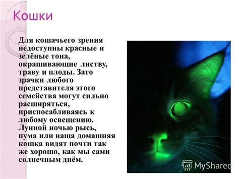 Толкование сновидения: ласковое активирование представителя кошачьего семейства