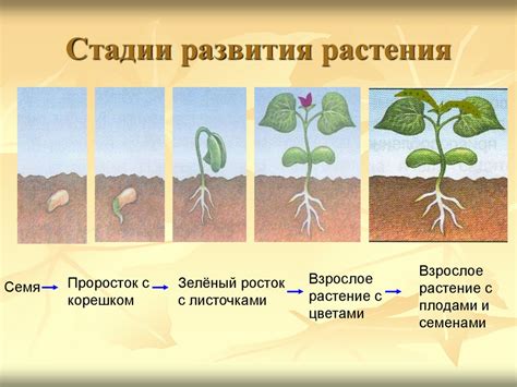 Толкование сновидения об отделянии плода от растения