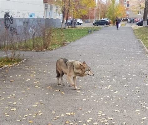 Топ самых известных мест в России, где можно встретить волка на заборе