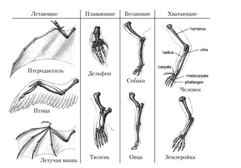 Традиционная специфика туманных образов разрезания клинка по нижней части пятипалой конечности