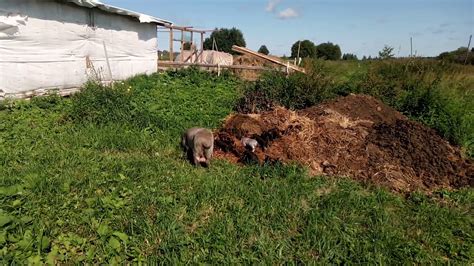 Трактовка сна о уборке отходов у маленьких поросят: основные идеи и подходы