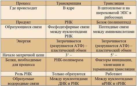 Транскрипция и трансляция: ключевые механизмы