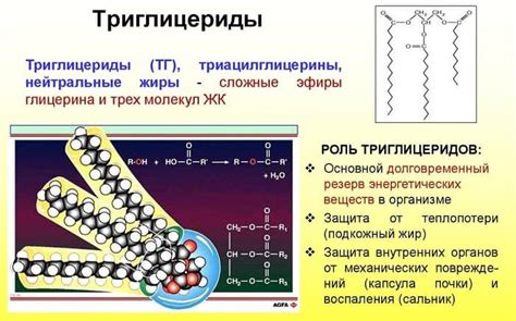 Триглицериды и их роль