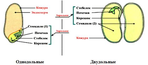 Триплоидный эндосперм: что это такое