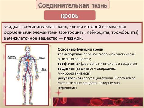 Трофическая функция крови и доставка кислорода